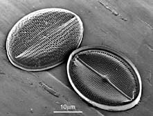 diatom-01