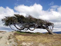 img/01/Nothofagus