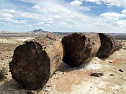 img/01/petrifiedforest